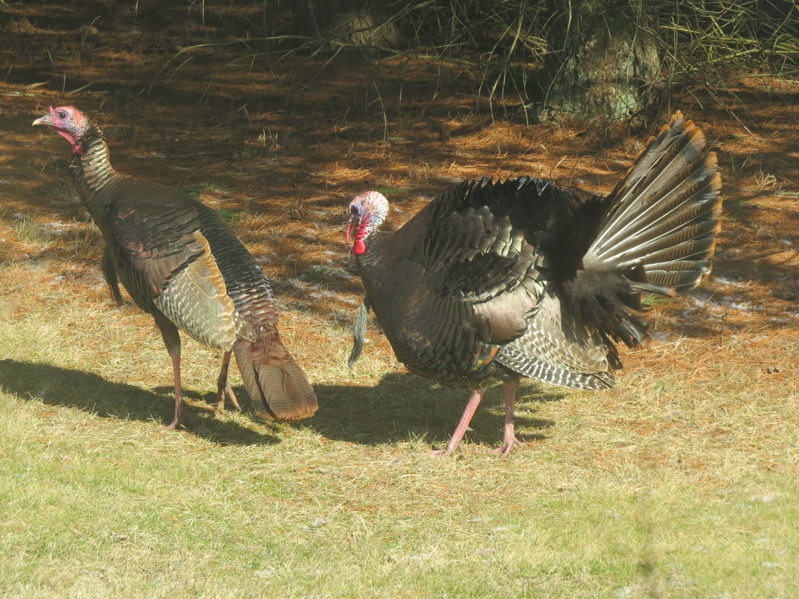 Blue Jay Barrens Wild Turkey Fight