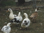 Ancona Ducks