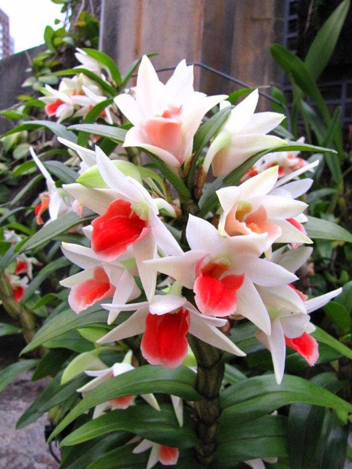 Paradisul Verde Flori Rare Pentru Prieteni