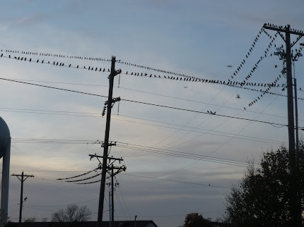 This was the weirdest thing. The power lines were full with birds sitting on them.