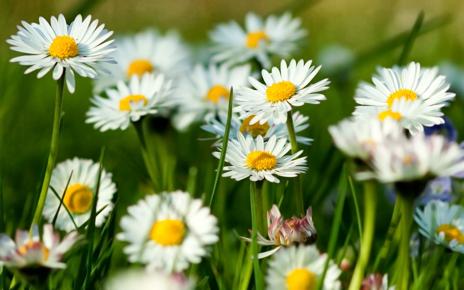 STAR HD PHOTOS Spring Flowers HD Wallpapers