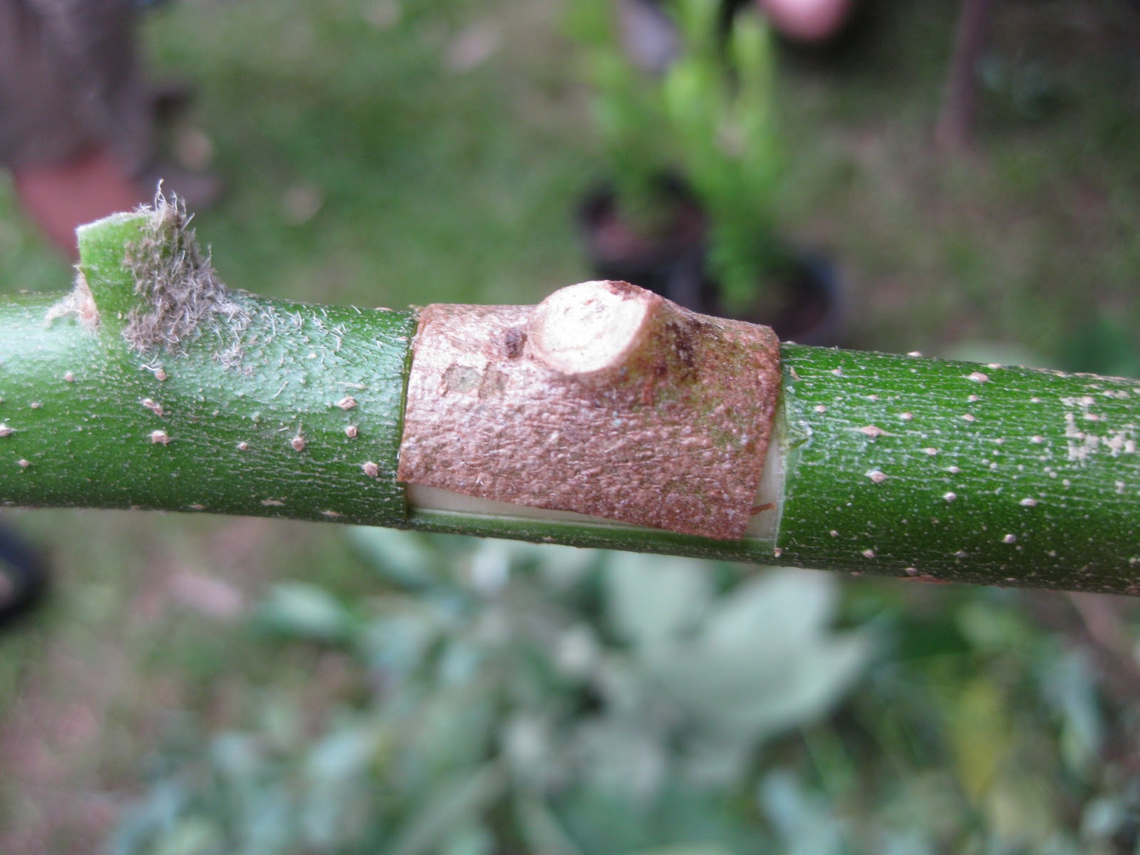 Bellingen Seed Savers December 2011