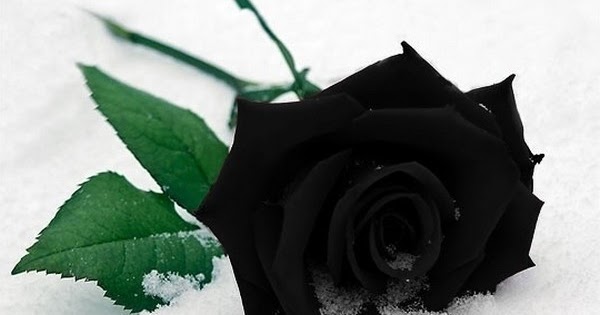 Black Rose HD Wallpapers | HD Wallpapers - Blog