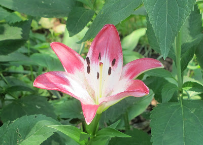 Hybrid Lily