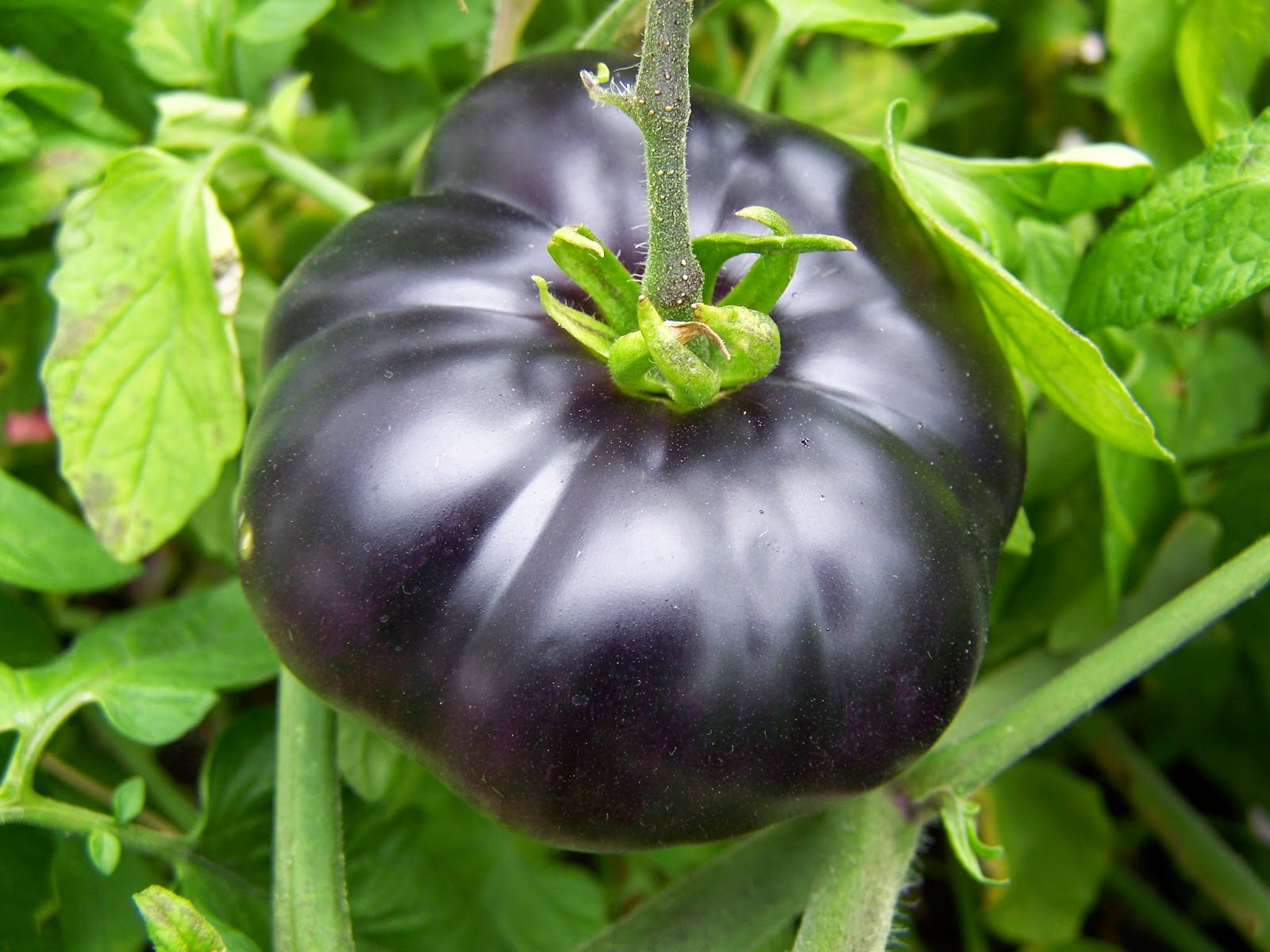 Captive Roots: Blue Beauty Tomato Report