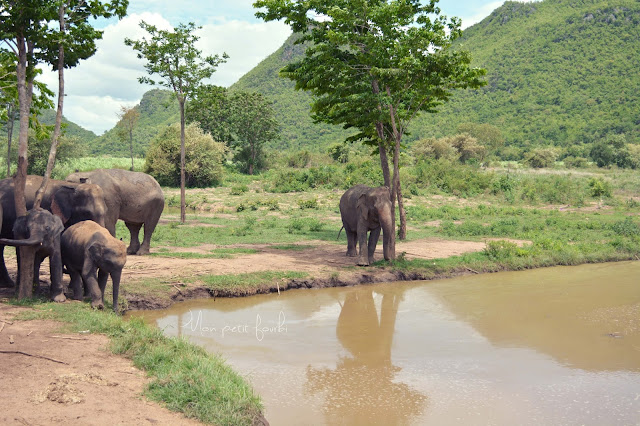 elephant world, Thaïlande, kanchanaburi, éléphants, thailande, éléphant