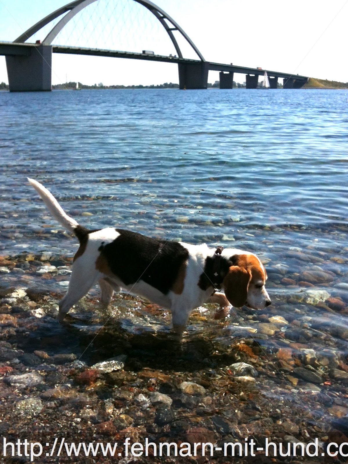 Fehmarn Mit Hund