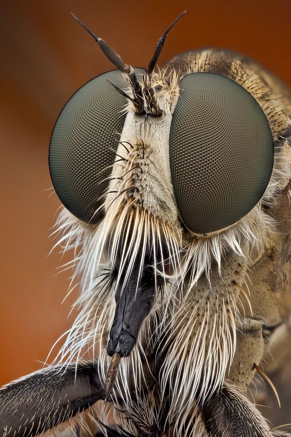 Mosquito Macro, mosquito, ojo