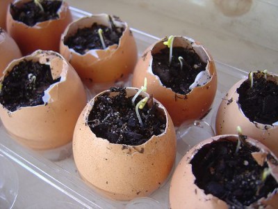 Plantas en huevos.-