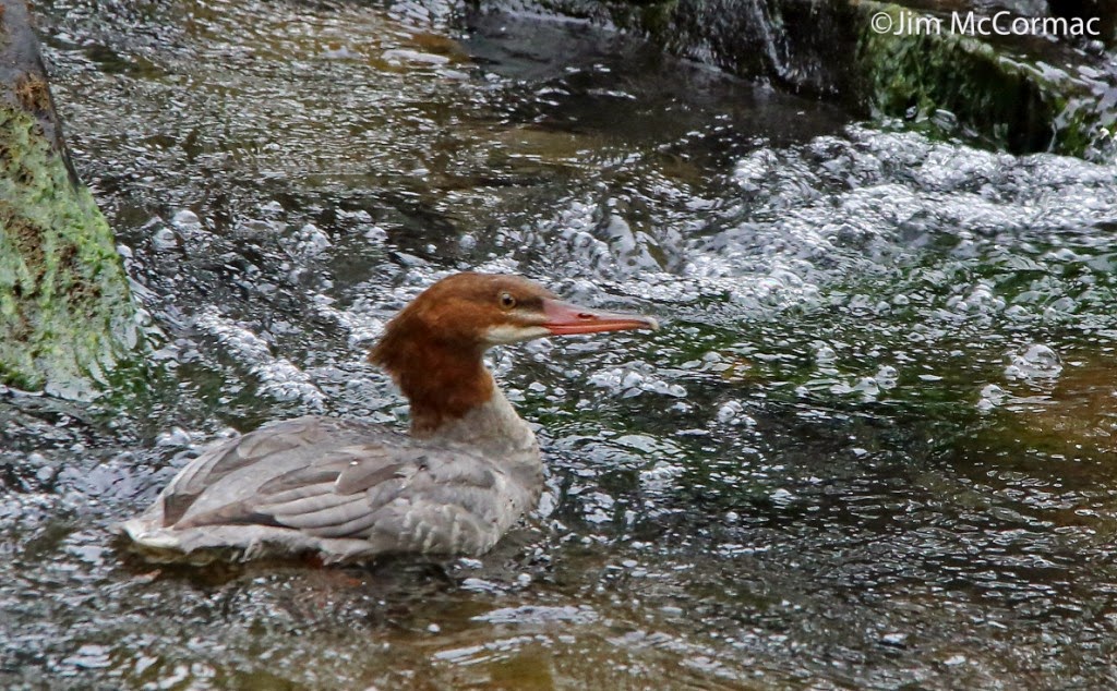 Ohio Birds And Biodiversity Mergansers Make A Comeback In The Mountain State