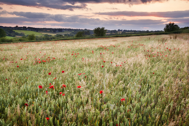 looking over some poppies under the setting sun between burford and stow on the wold