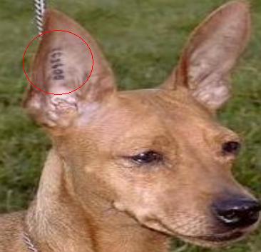 The dog was tattooed by its