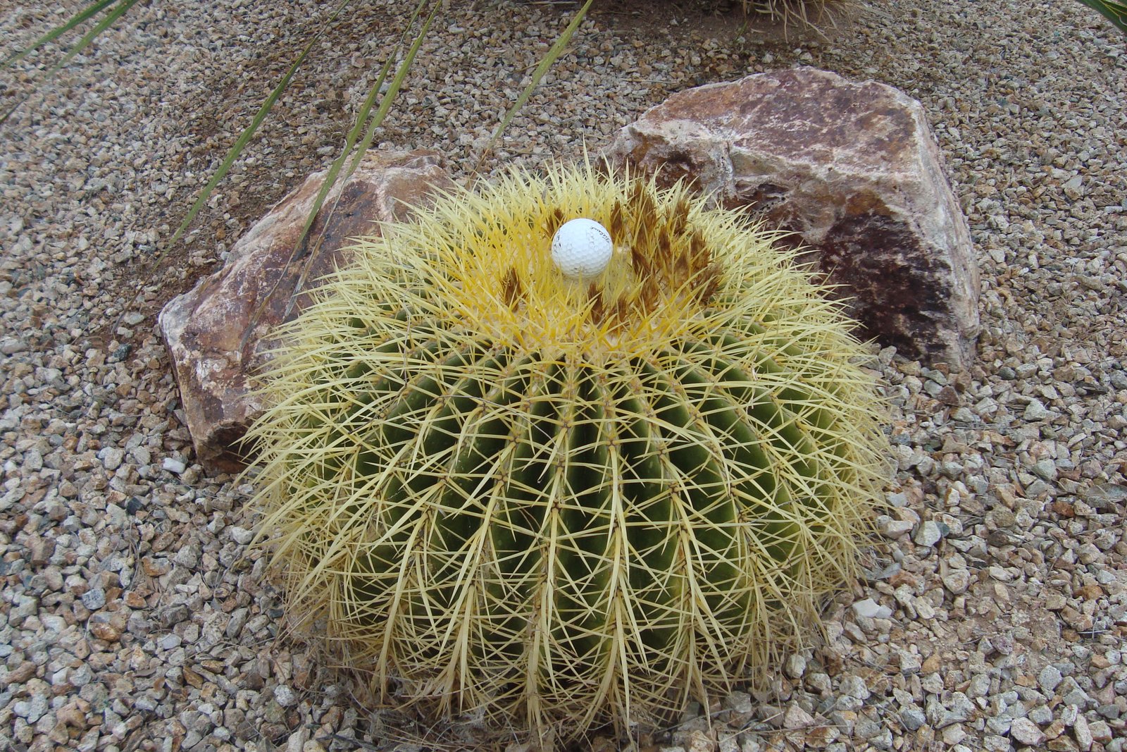 Thick and Thin (air) Catus