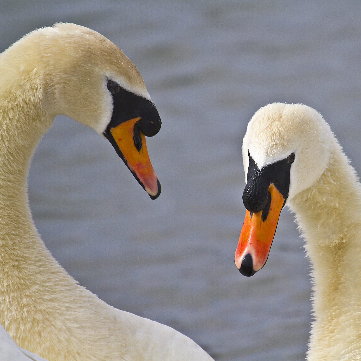 PETER'S PORTFOLIO..............Bird & Wildlife Photography Mute Swans