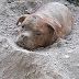 Dog buried alive in France sparks social media fury