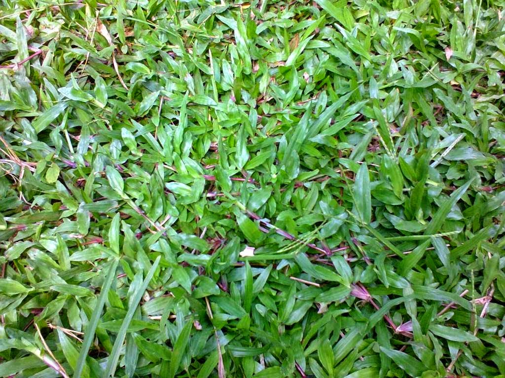 Inilah Tipe Rumput yang Sangat Cocok Untuk Ditanam di Taman Anda, WAJIB