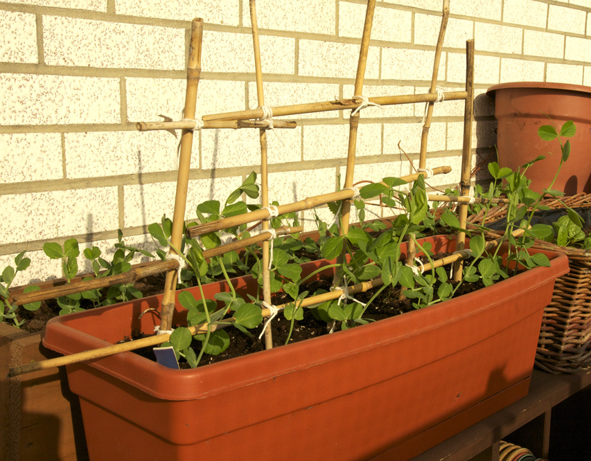 Balcony Garden Ideas Vegetables Part - 22: Tags: Apartment Vegetable Garden Ideasbalcony Vegetable Garden Ideas In Indiacontainer Vegetable Garden Plannerpotted Vegetable Garden ...