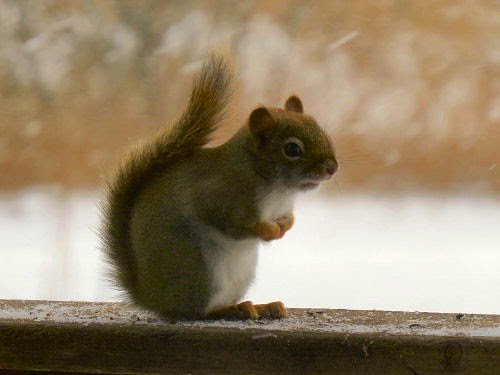 red squirrel