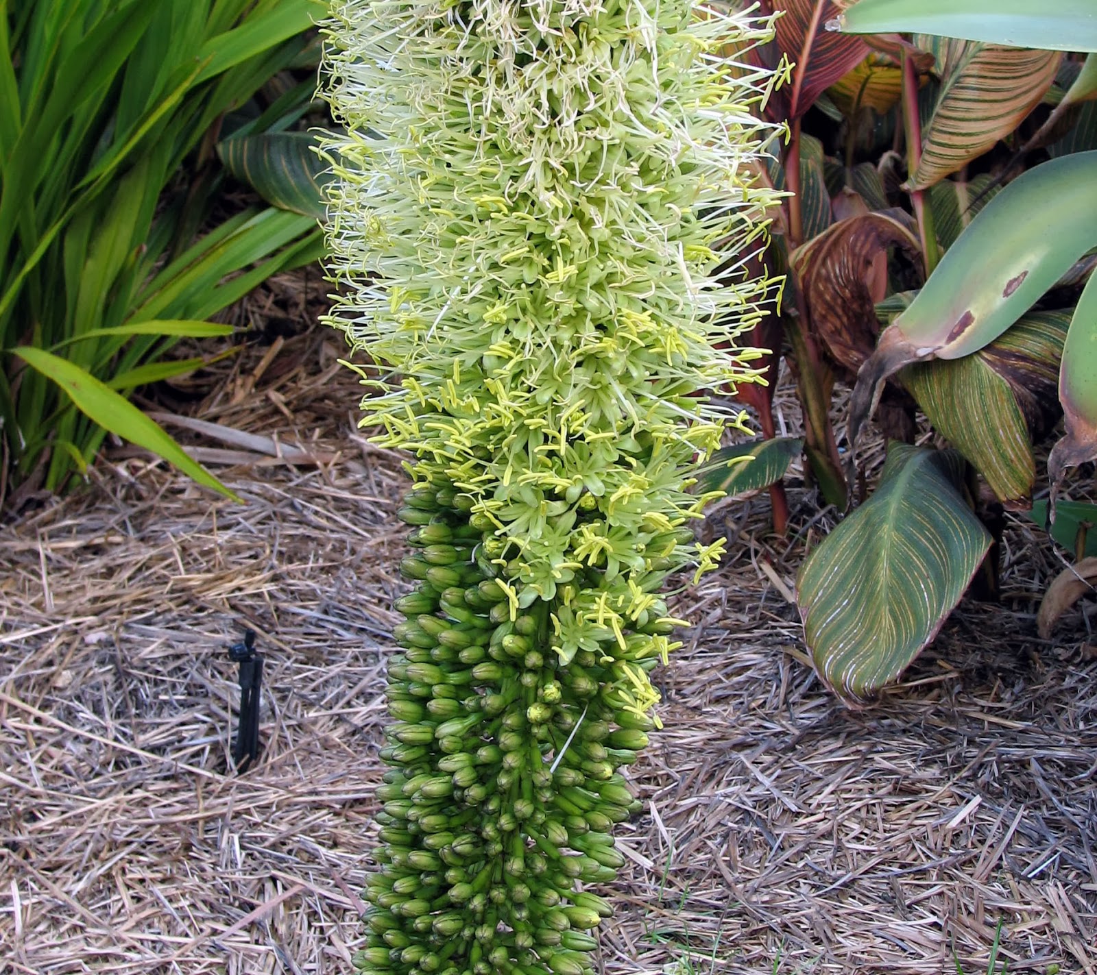 PlantWerkz Lion’s Tail Agave Attenuate