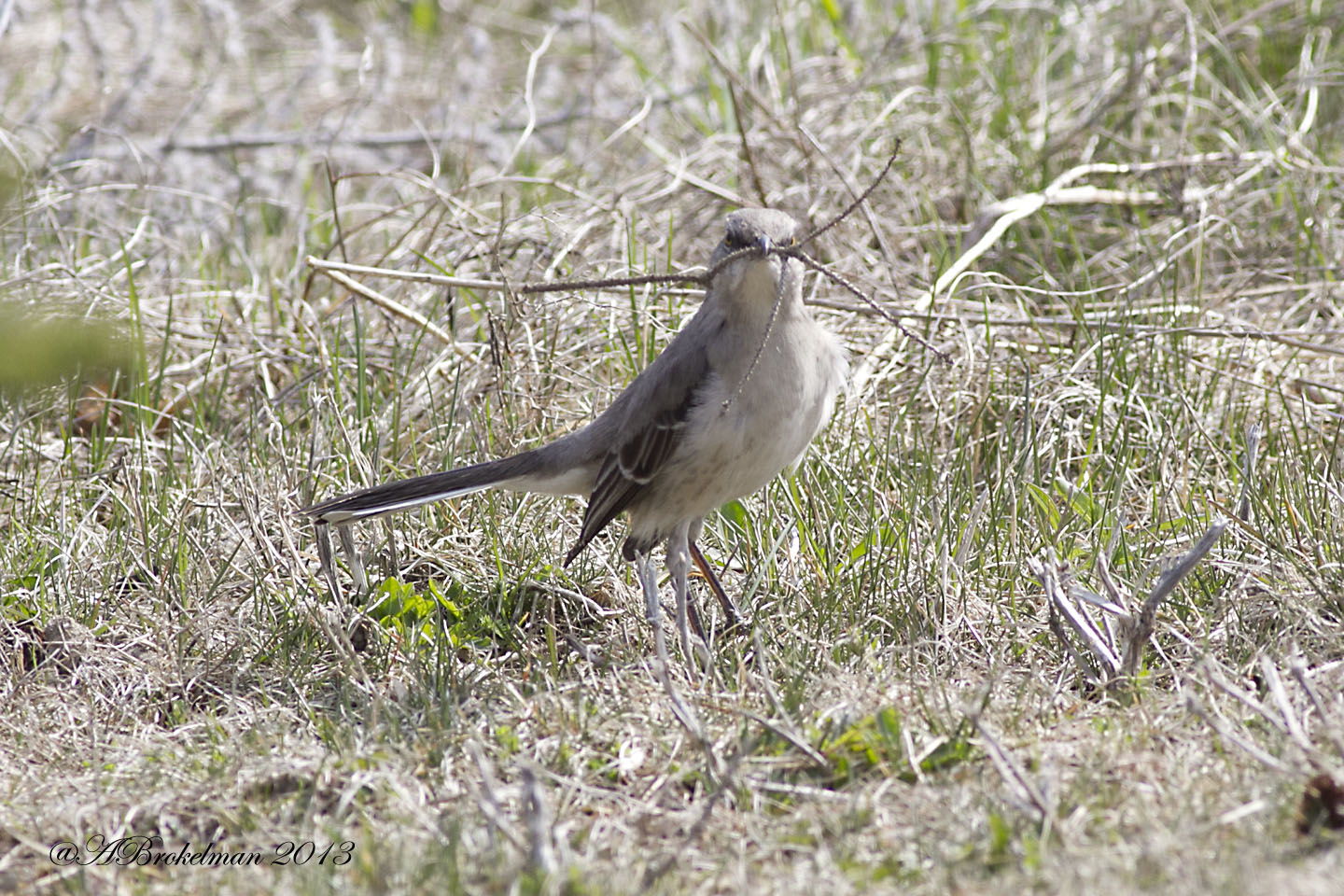 Ann Brokelman Photography: Mockingbird - a pair gathering nesting