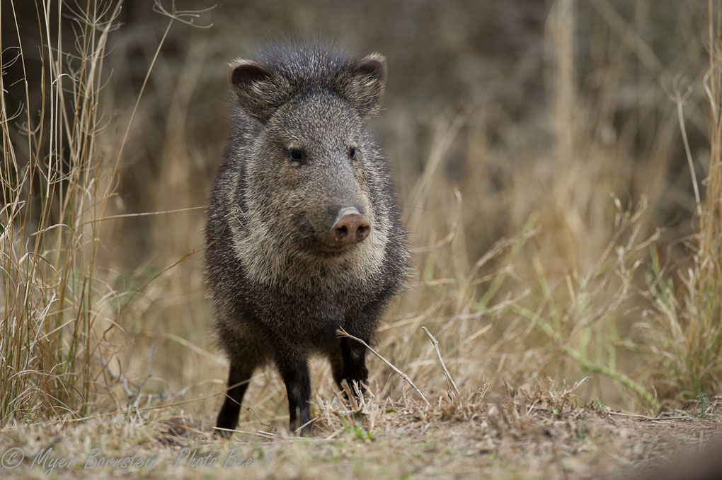 Collared Peccary