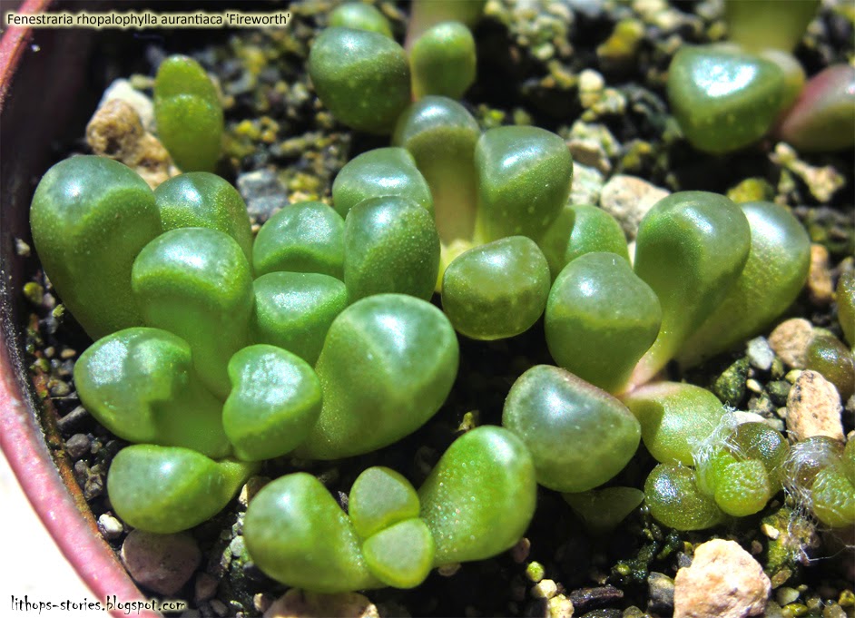 Fenestraria+rhopalophylla+ssp.+aurantiaca+'Fireworth'_001.jpg