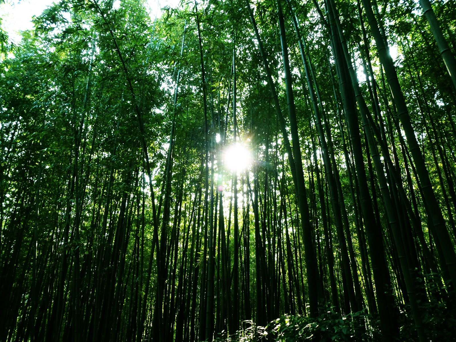 korean forest