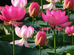 lotus benefits health vegetables flowers am comments