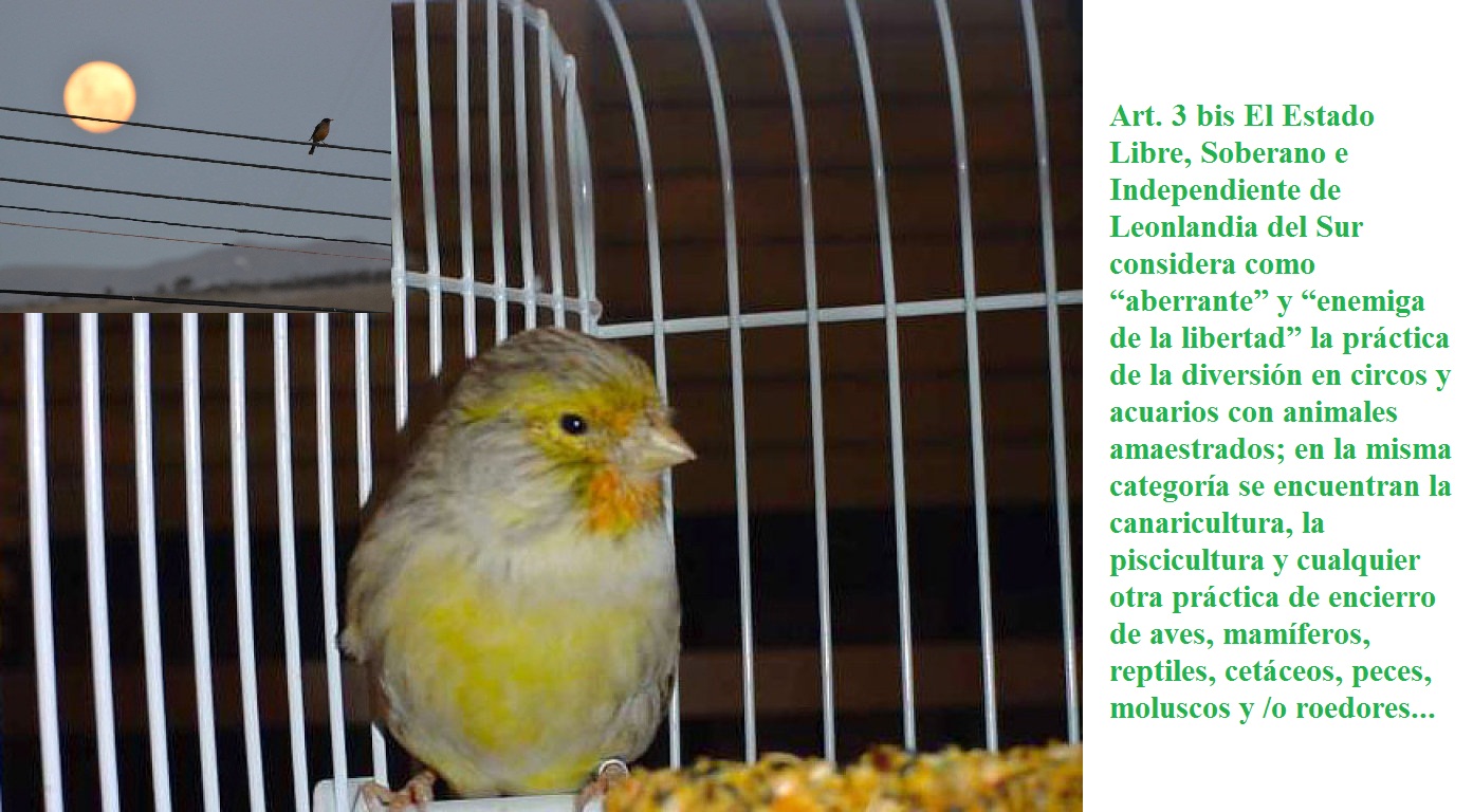 El lamento de un ave encerrada es tenido por los humanos como un canto, nada más lejos de eso.