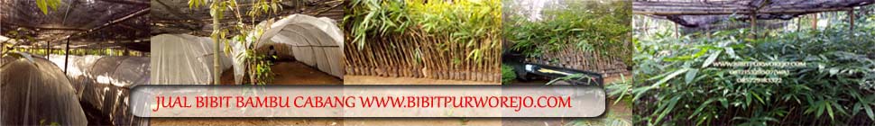 Kunjungi kami di www.bambupurworejo.com