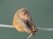 Macaco na Índia