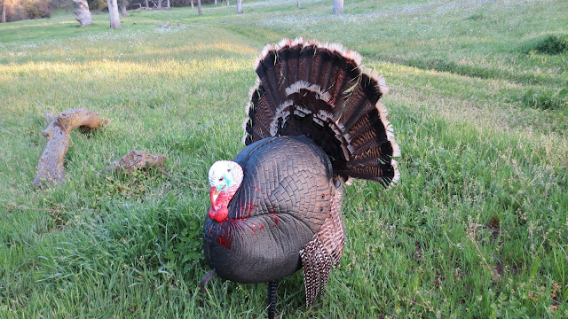 Strutting+turkey+with+blood+on+it+with+JayScottOutdoors.JPG