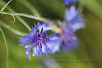 macro bleuet macro fleur sauvage