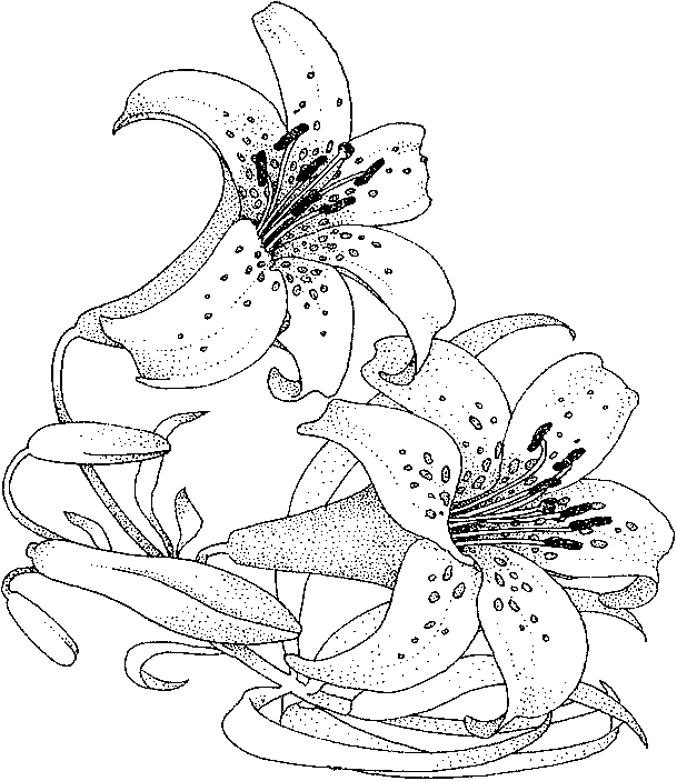 Flowers Coloring Pages | Minister Coloring