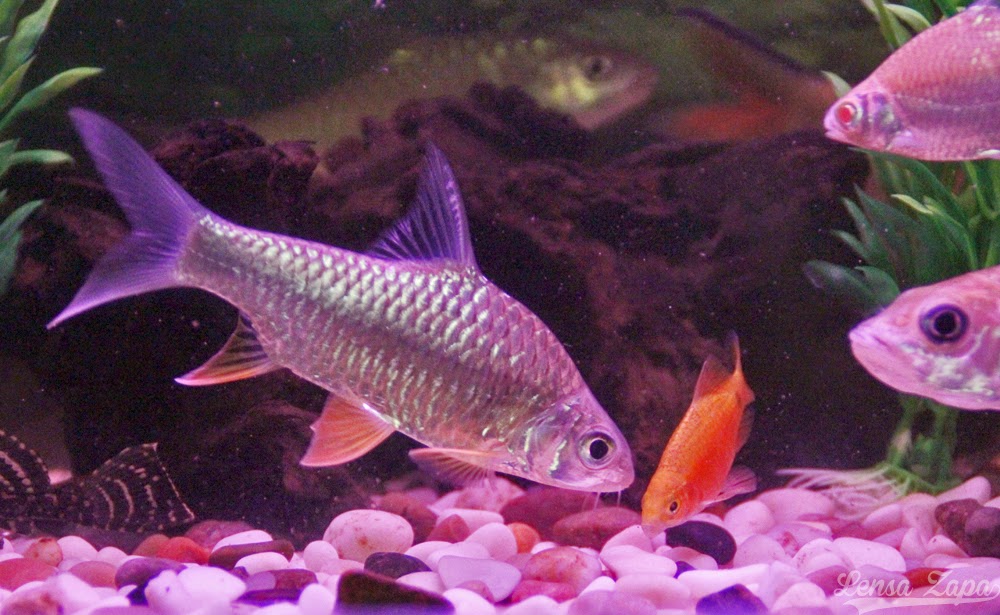 Lensa Zapa Ikan Kelah Merah Sebarau Jelawat Krai Emas Akuarium Ikan Sungai 9 November 2014 25 Gambar Lensa Zapa Ikan Kelah Merah Sebarau Jelawat Krai Emas Akuarium Ikan Sungai 9 November 2014 25 Gambar