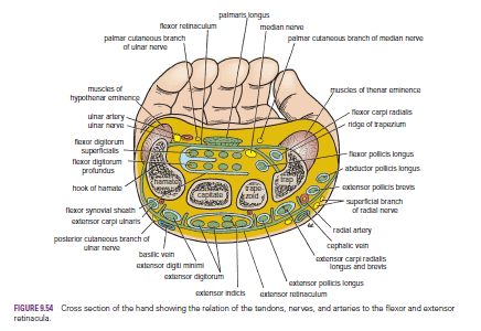 Human Medecine: Flexor and Extensor Retinacula-Flexor Retinaculum