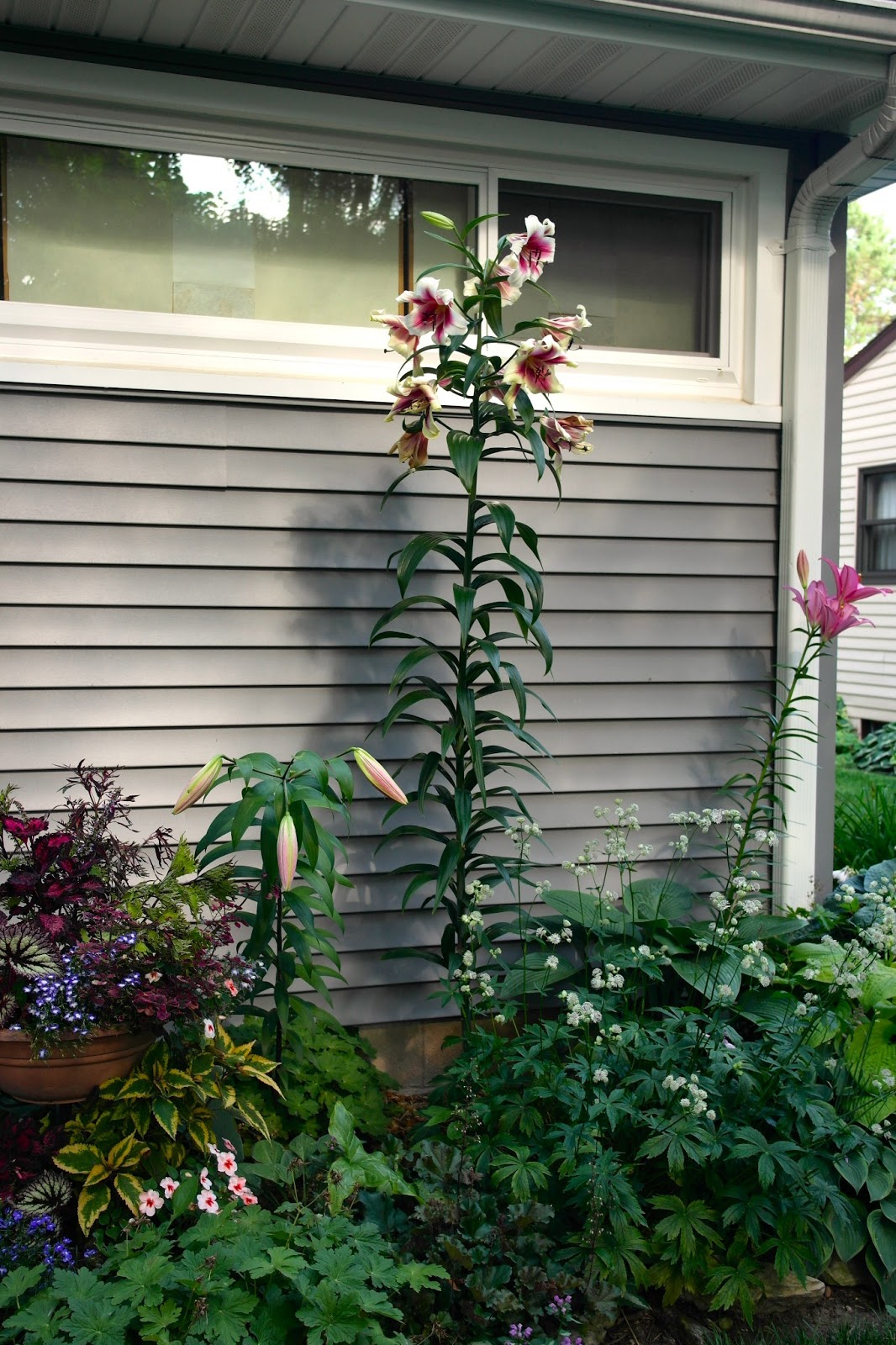 Garden lilys pleasure Lilly's Island