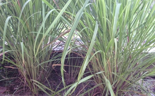 Memanfaatkan serai untuk taman <img src="serai (4).jpg" alt="Manfaat serai untuk taman">