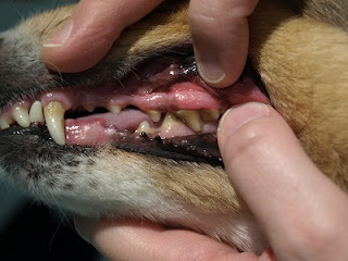Teardrop's teeth are covered in plaque and tartar.