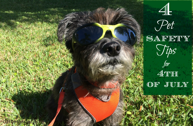 Oz the Terrier shares 4 tips to keep your pet safe this 4th of July