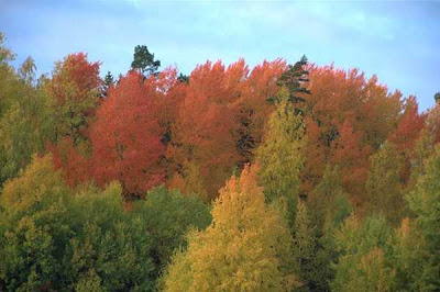 colourful forest