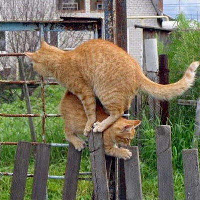 two_cats_one_fence_640_02.jpg