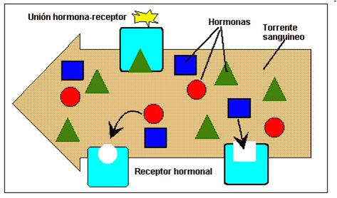 Mecanismo de accion de las hormonas no esteroideas