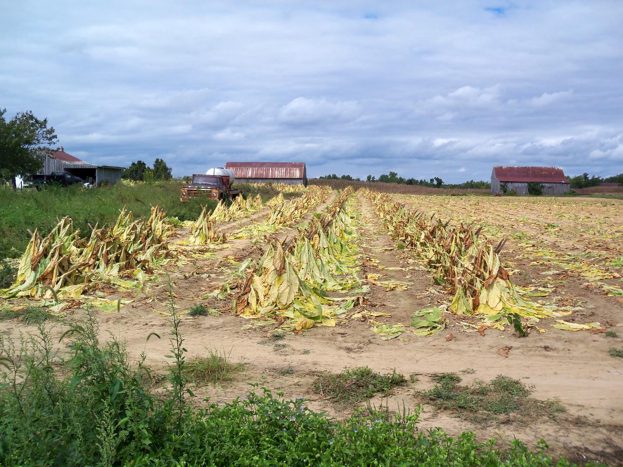 A View from the Beach Southern Maryland Tour Part I The Tobacco Farm