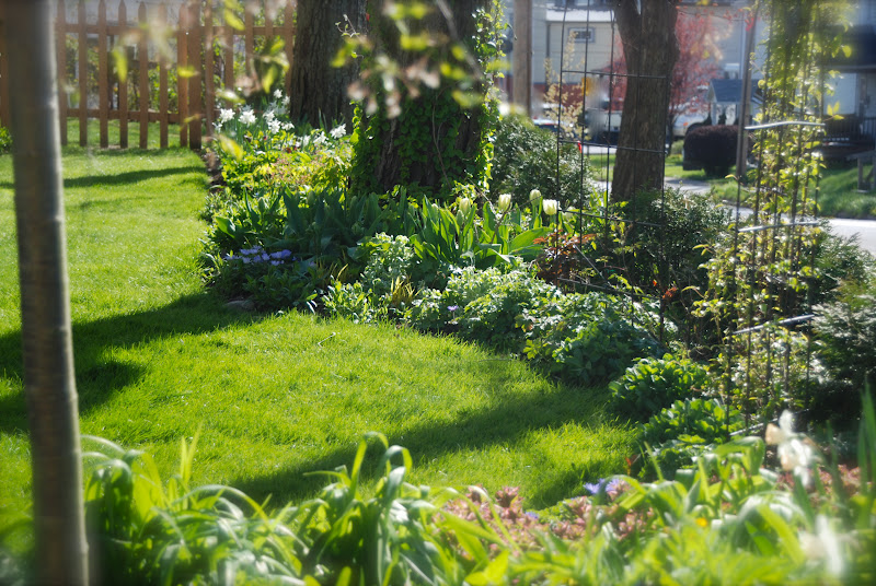 Wife, Mother, Gardener GBBD April Flowers in Pennsylvania, Zone 5
