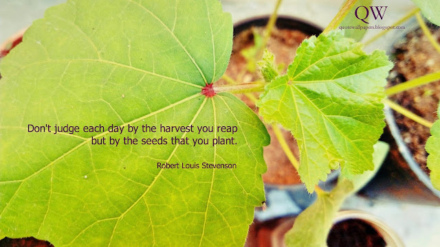 Don't judge each day by the harvest you reap but by the seeds that you plant.  Robert Louis Stevenson