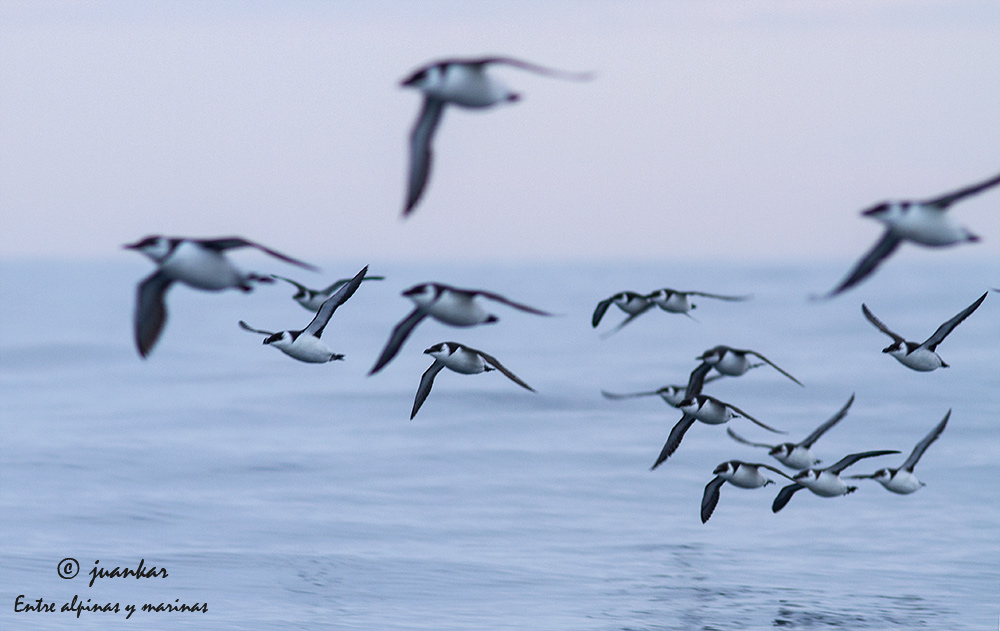 Ondarroa pelagic expedition