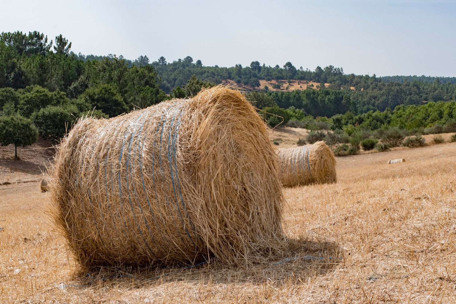 Chamadeiros de Cicuiro