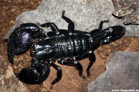 Black Scorpion Wallpaper Hd