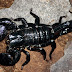 Black Scorpion HD Wallpapers